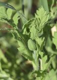 Papaver pinnatifidum