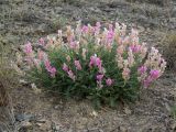 Hedysarum tauricum