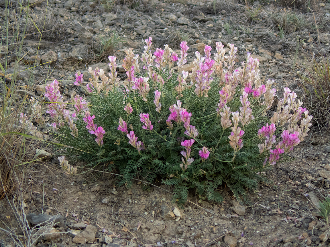 Изображение особи Hedysarum tauricum.