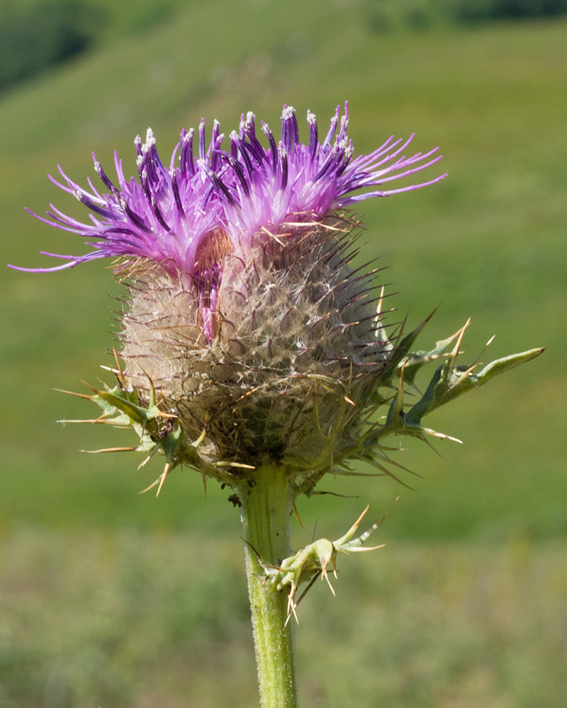 Image of Cirsium balkharicum specimen.