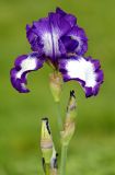 genus Iris