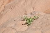 Смотреть изображение Tetracmidion glochidiatum