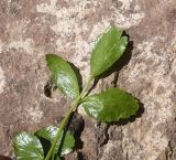 View full-size image familia Apiaceae