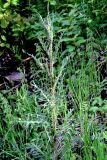 Смотреть изображение Cirsium palustre