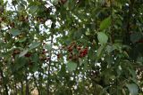 View full-size image Malus baccata