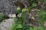 View full-size image Pedicularis sibthorpii