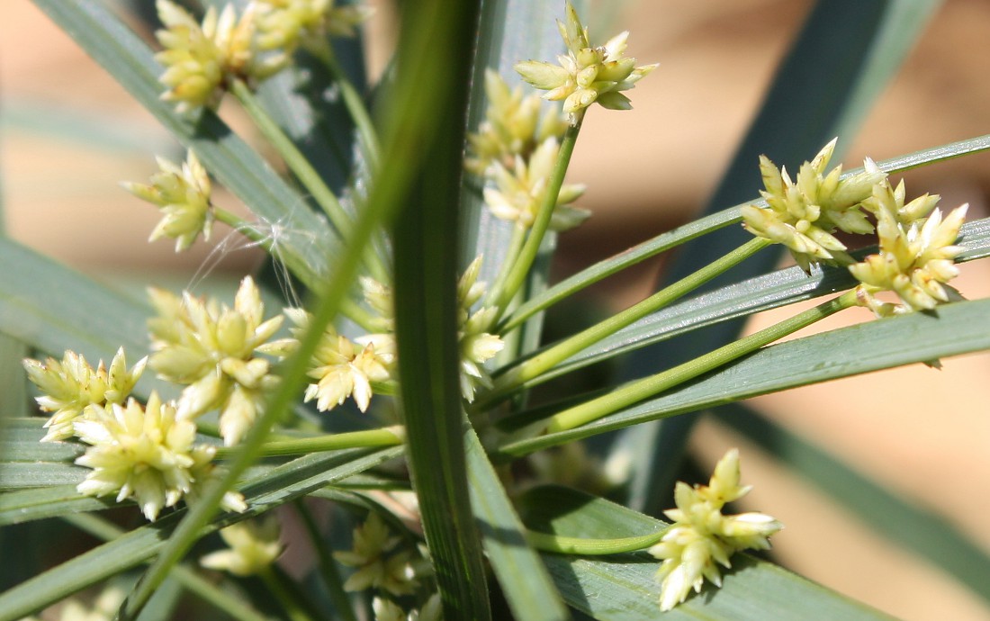 Изображение особи Cyperus involucratus.