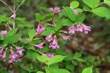 View full-size image Weigela praecox
