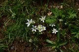 View full-size image genus Ornithogalum
