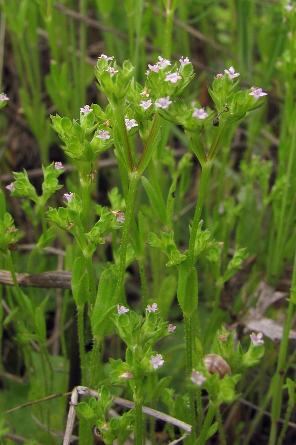 Image of Valerianella muricata specimen.