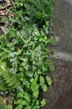 View full-size image Sanicula orthacantha