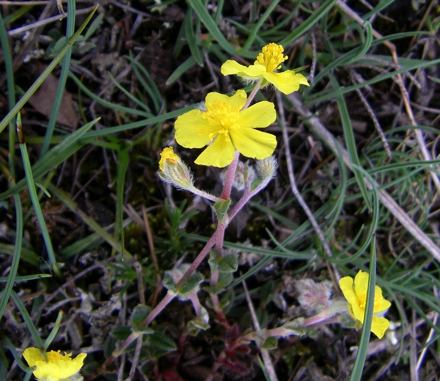 Изображение особи Helianthemum canum.