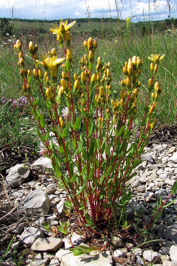 Image of Hypericum linarioides ssp. alpestre specimen.