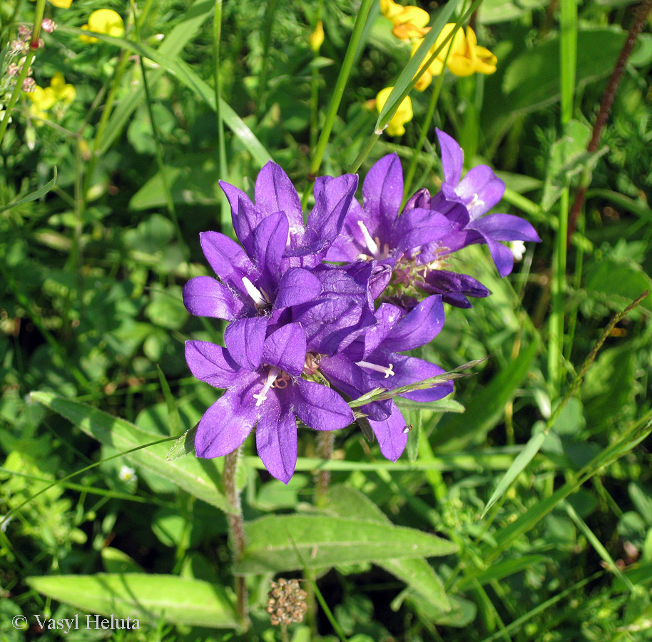 Изображение особи Campanula glomerata.