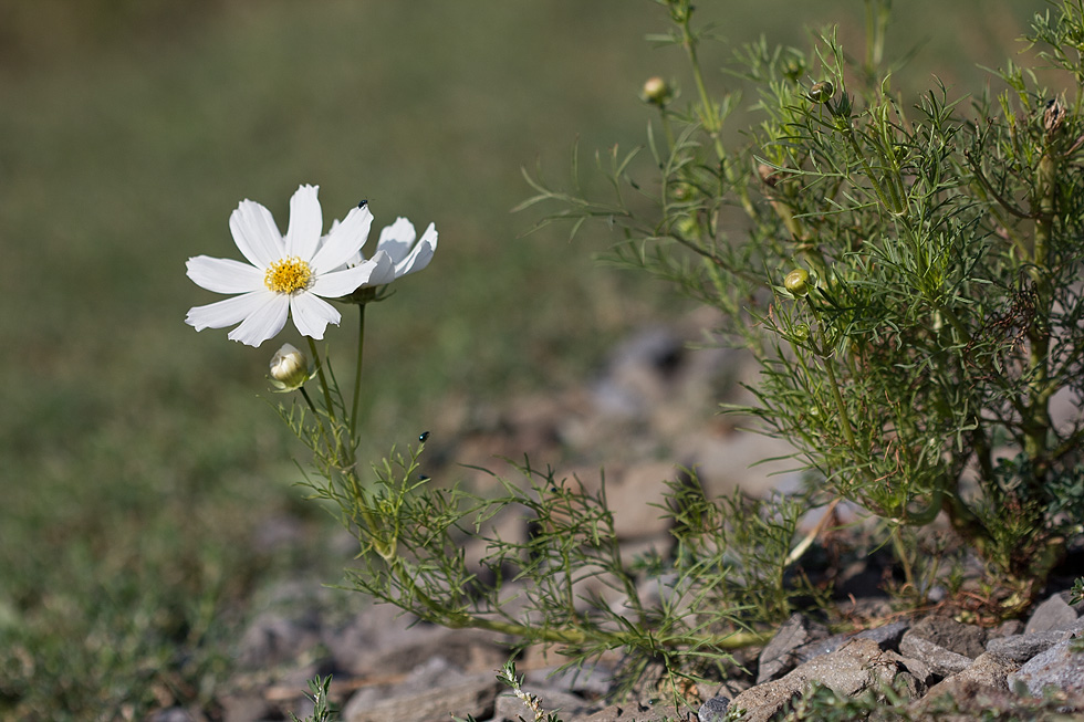 Изображение особи Cosmos bipinnatus.