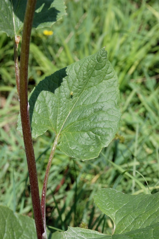 Image of Ligularia thomsonii specimen.