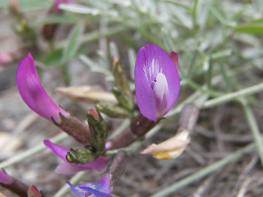 Image of Astragalus subuliformis specimen.