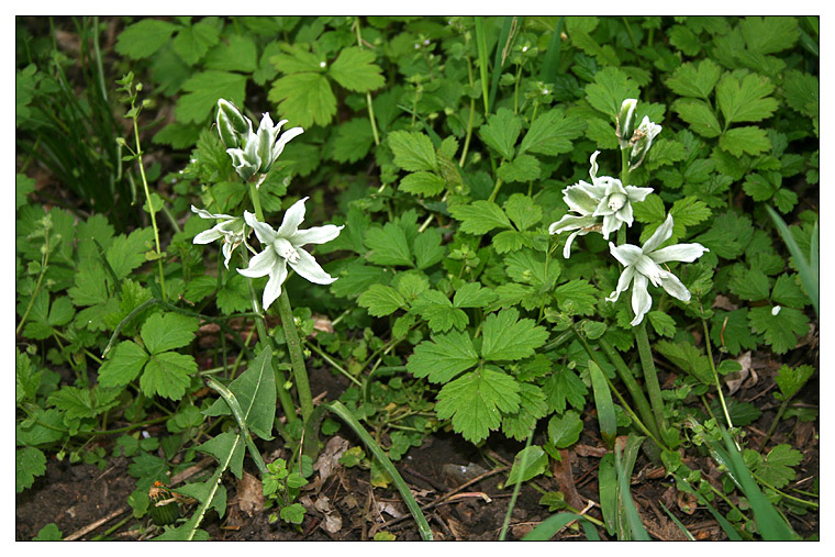 Image of Ornithogalum boucheanum specimen.