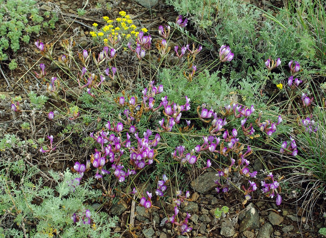 Image of Astragalus compressus specimen.