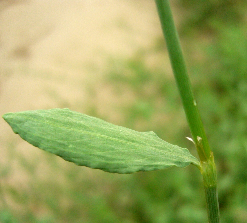 Image of Polygonum hyrcanicum specimen.