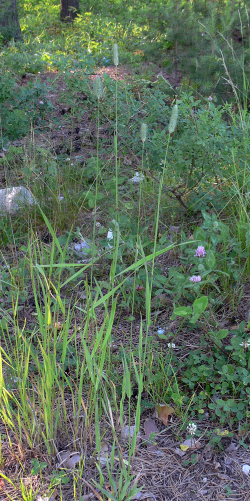 Image of Phleum pratense specimen.