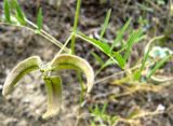 Astragalus campylotrichus. Часть побега с соплодием. Копетдаг, Чули. Май 2011 г.