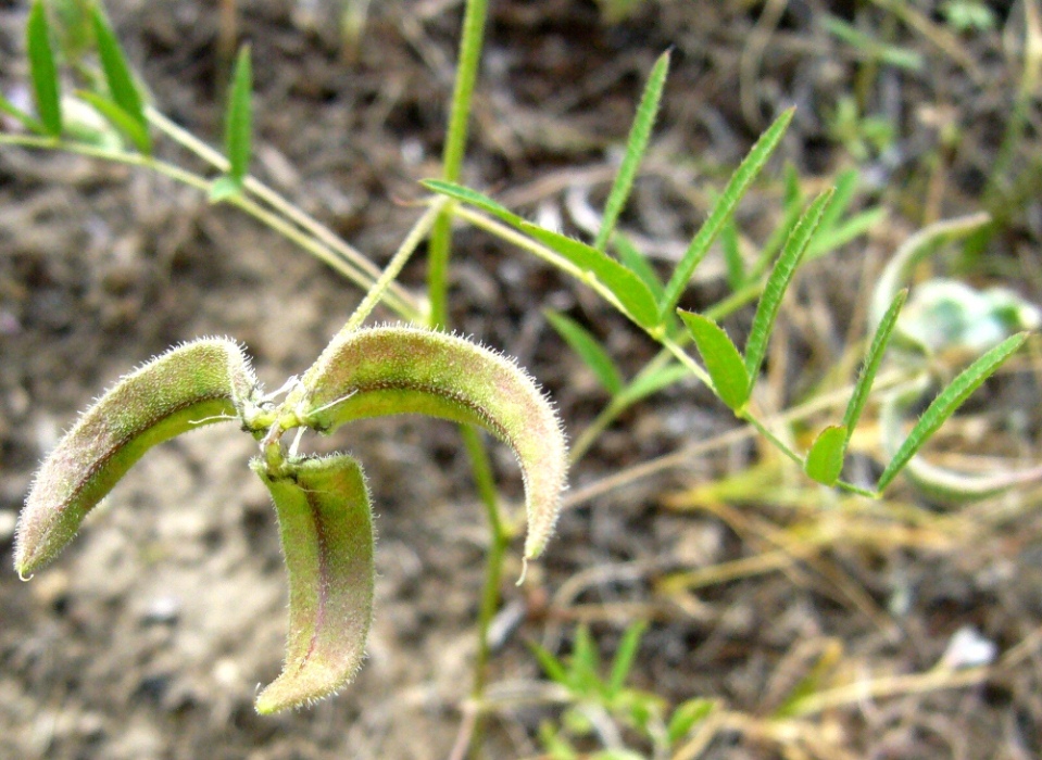 Изображение особи Astragalus campylotrichus.