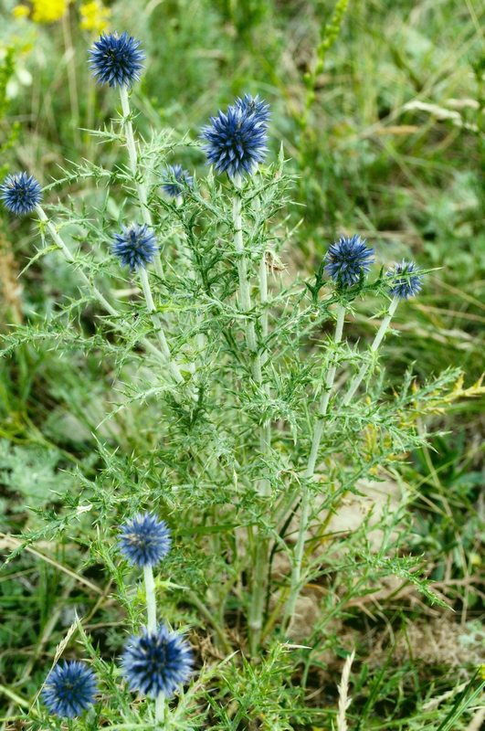 Изображение особи Echinops ruthenicus.