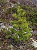 Pinus friesiana. Молодое дерево (около 1 м высотой) в сосново-берёзовом редколесье. Окрестности Мурманска, начало июня.