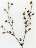 Arenaria serpyllifolia. Верхушка плодоносящего растения (сканированный образец). Курская обл., Железногорский р-н, ст. Мицень. 22 июля 2007 г.