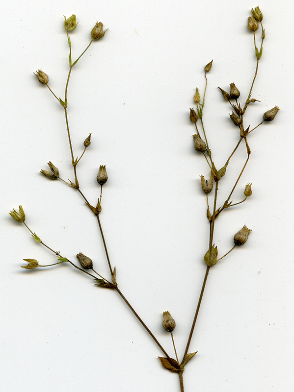 Image of Arenaria serpyllifolia specimen.