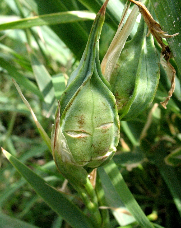 Image of Iris sogdiana specimen.