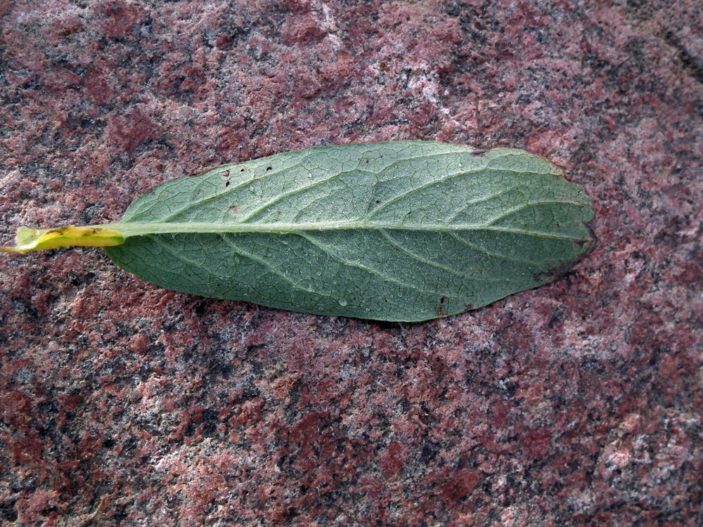 Image of Salix arctica specimen.