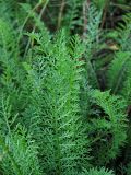 genus Achillea. Листья. Владивосток, Ботанический сад-институт ДВО РАН. 6 октября 2012 г.