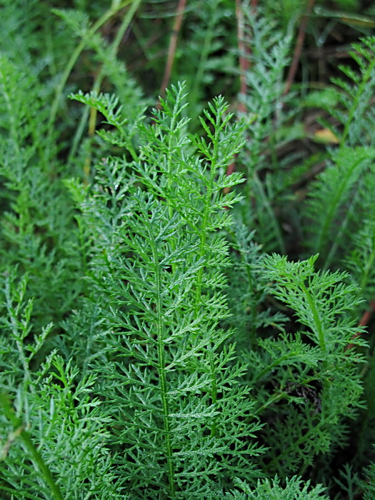 Изображение особи род Achillea.