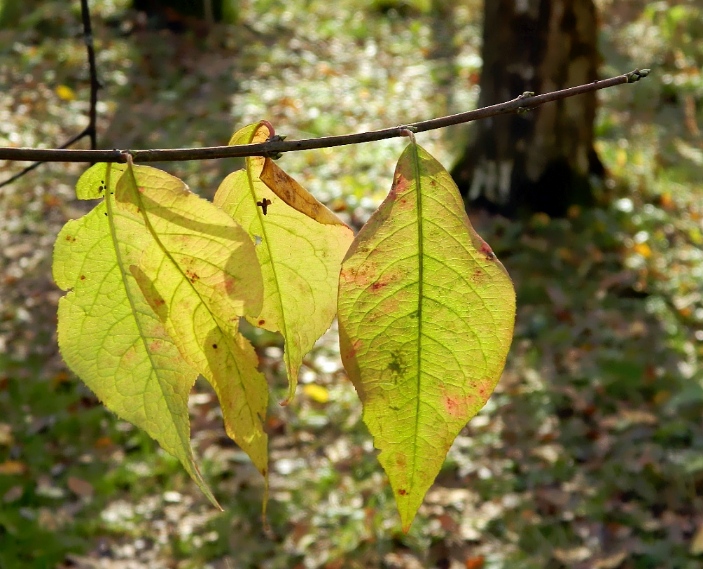 Изображение особи Euonymus europaeus.