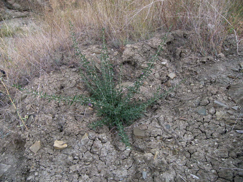 Image of Lycium ruthenicum specimen.