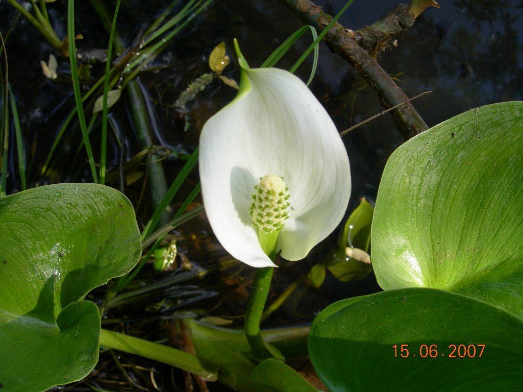 Image of Calla palustris specimen.