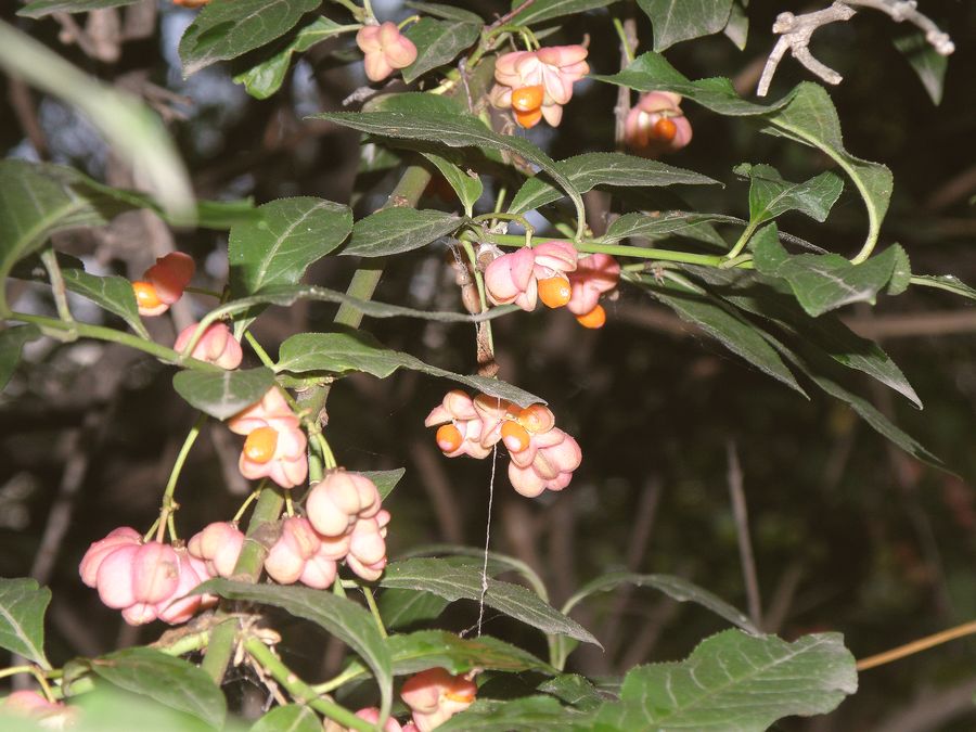 Изображение особи Euonymus europaeus.