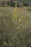 Verbascum lychnitis