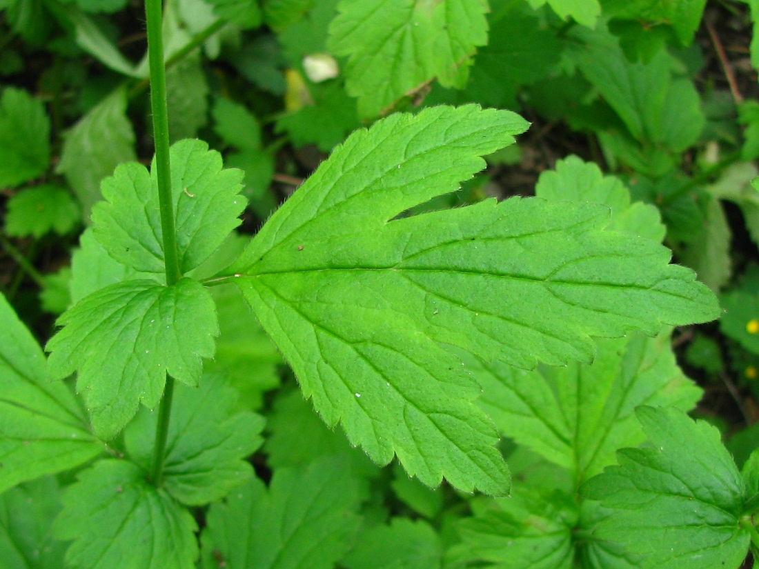 Image of Geum urbanum specimen.