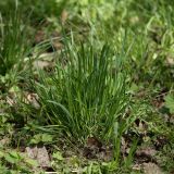 Dactylis glomerata. Куртина молодых побегов. Санкт-Петербург, 17.05.2009.