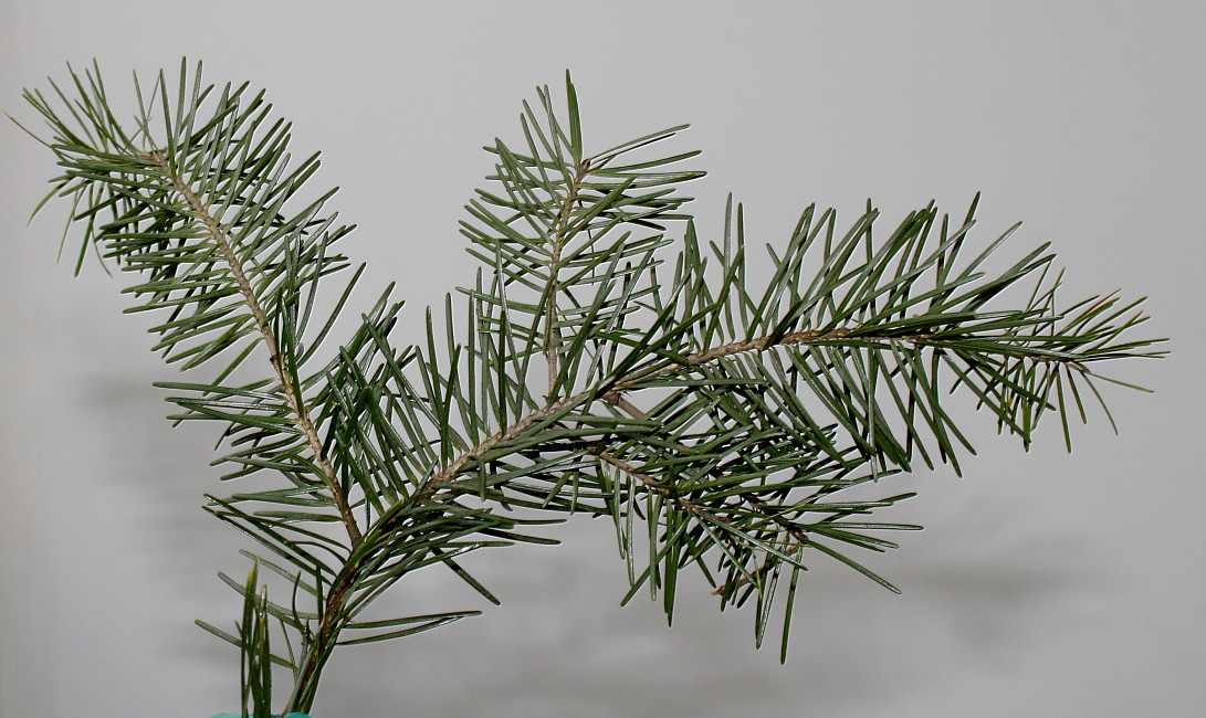 Изображение особи Pseudotsuga menziesii.