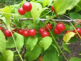 Смотреть изображение Cerasus glandulosa