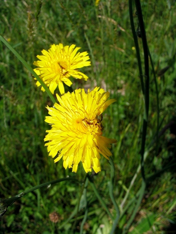 Image of Hypochaeris radicata specimen.