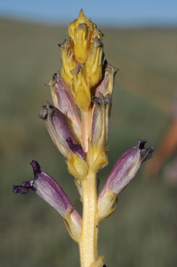 Image of Orobanche amoena specimen.