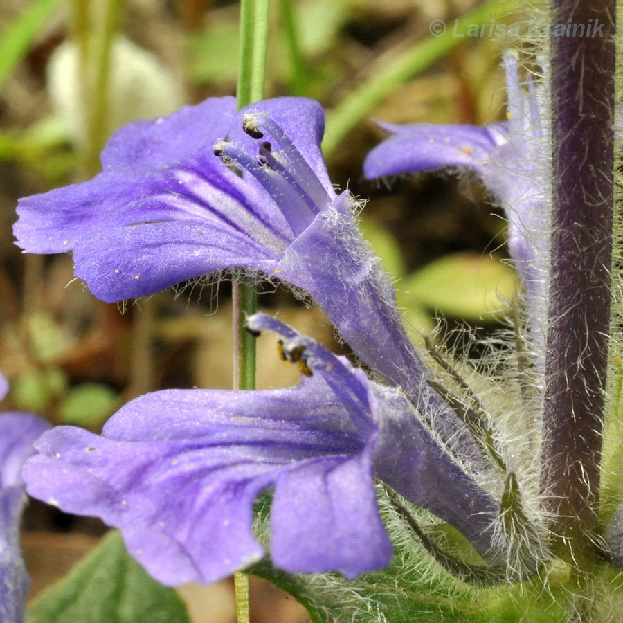 Изображение особи Ajuga multiflora.