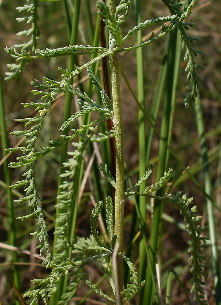 Image of Achillea micrantha specimen.