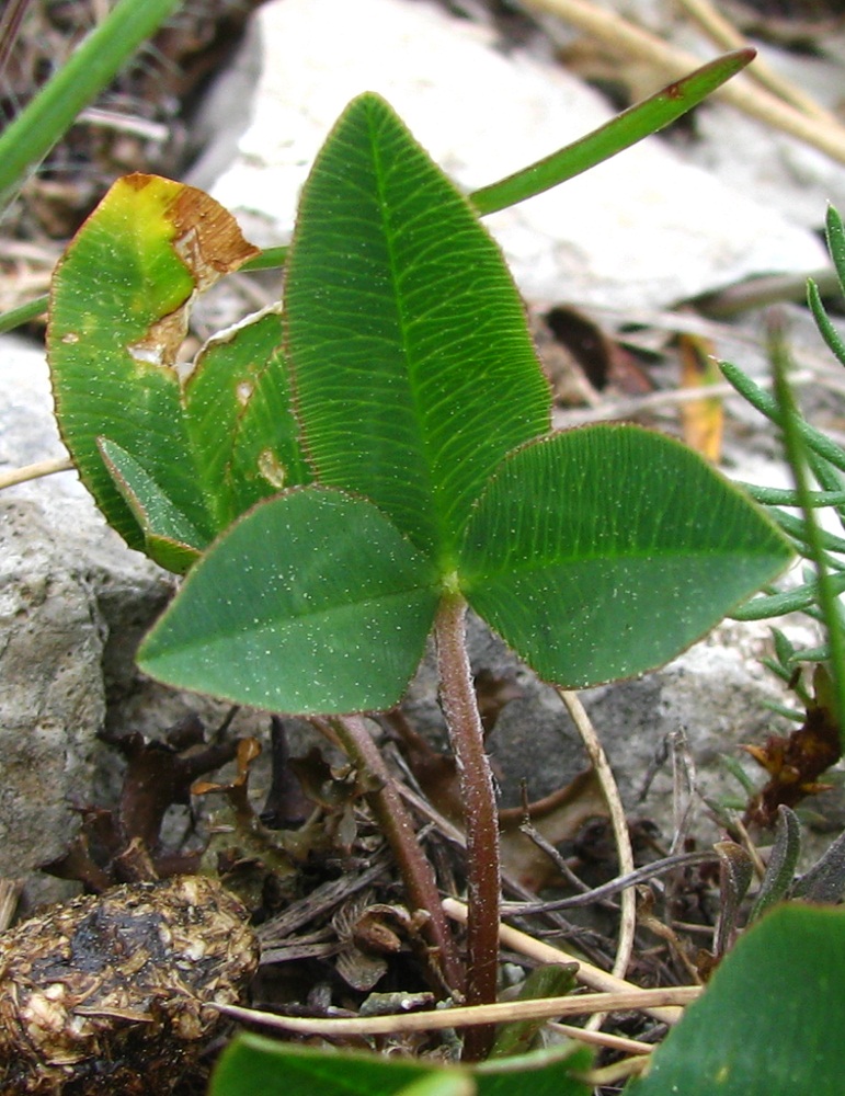 Изображение особи род Trifolium.