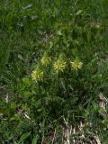 Pedicularis condensata. Цветущее растение. Карачаево-Черкесия, Теберда, гора Лысая. 29.05.2013.